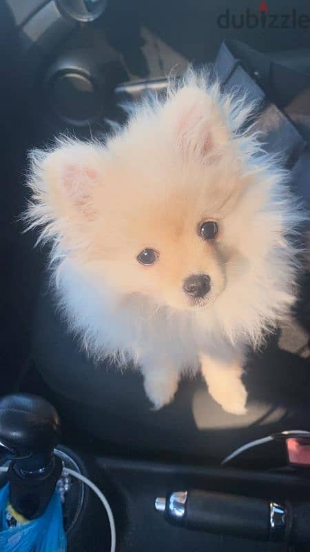 pomeranian 2