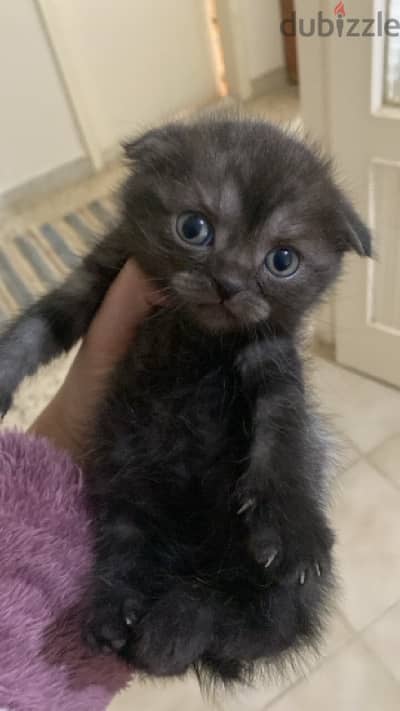 Scottish fold kittens