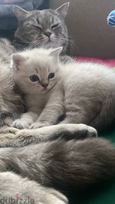 ragdoll kitten ,