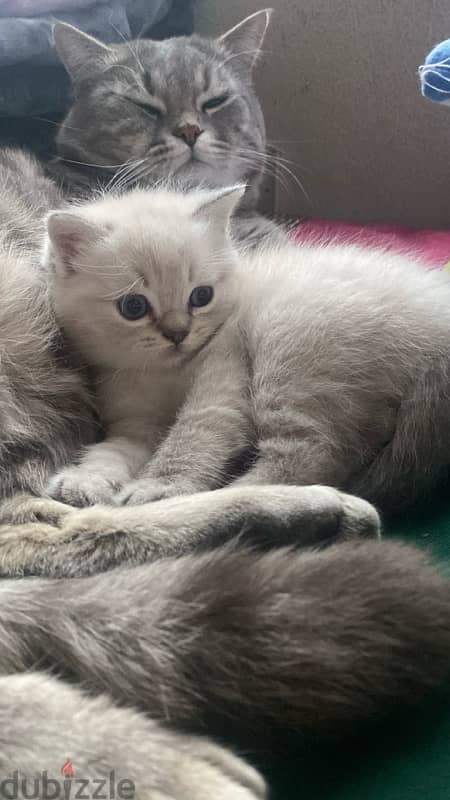 ragdoll kitten , 0