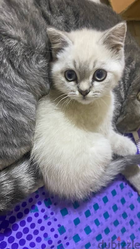 ragdoll kitten , 1