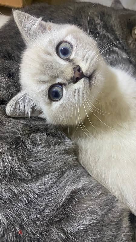 ragdoll kitten , 2