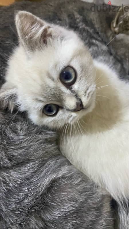 ragdoll kitten , 3