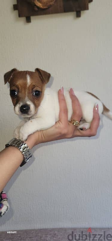 jack russell mini