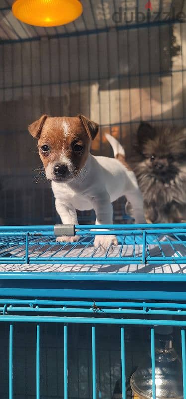 jack russell mini 1