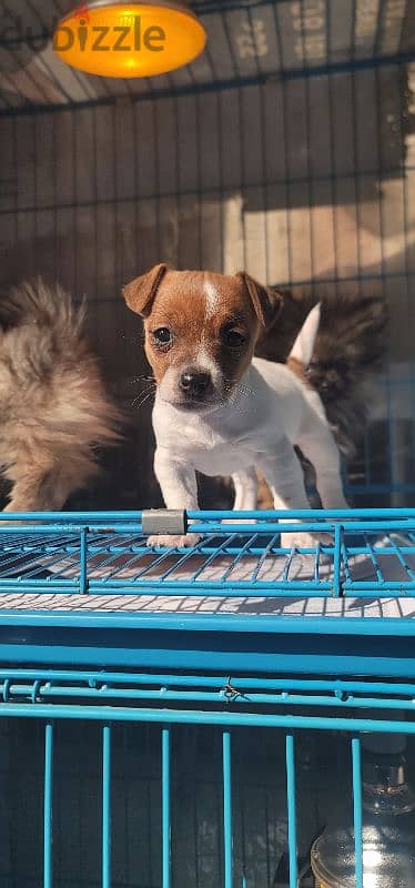 jack russell mini 3