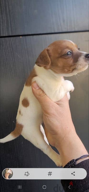 jack russell mini 5