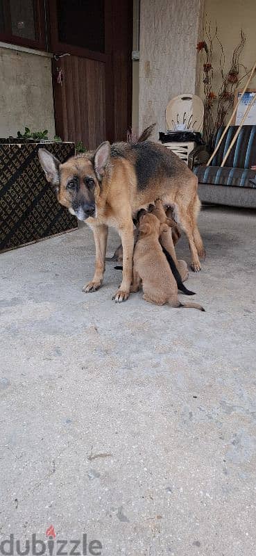 German shepherd