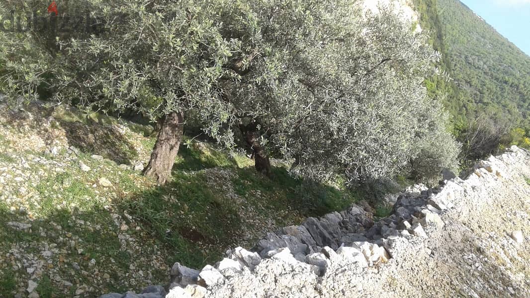 RWB132DL - Land for sale in Chabtine Batroun 9