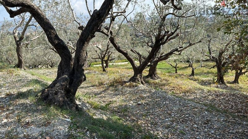 1500 Sqm | Land in Jezzine District 2