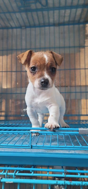 jack russell mini