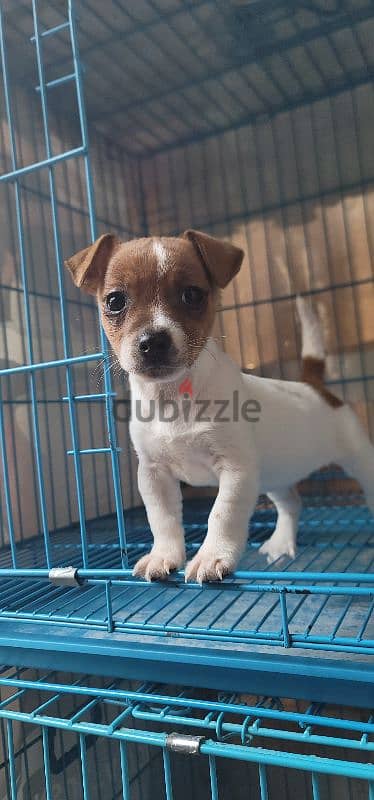 jack russell mini 6