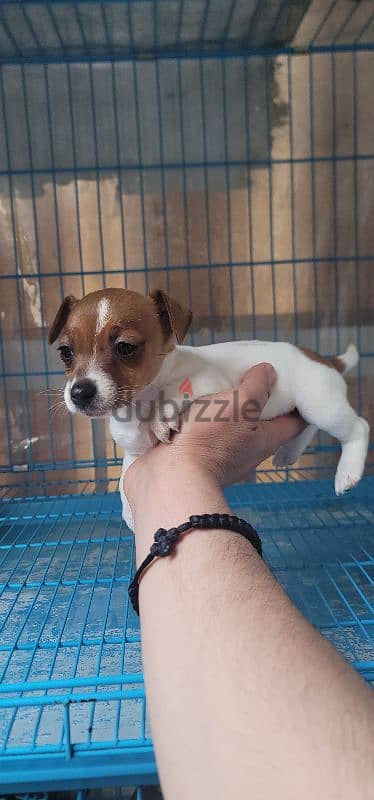 jack russell mini 9