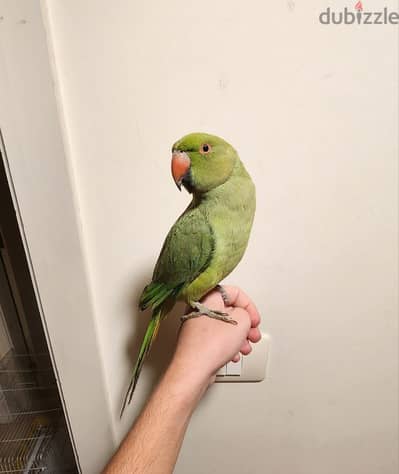 Friendly Tamed Indian Ringneck Parrot ببغاء دره هندي اليف