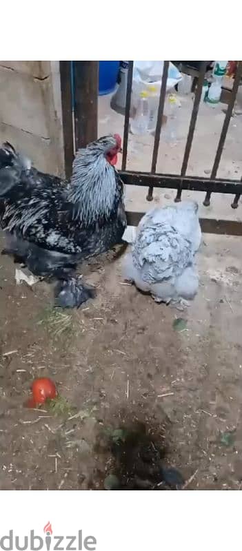 lasliyet chickens