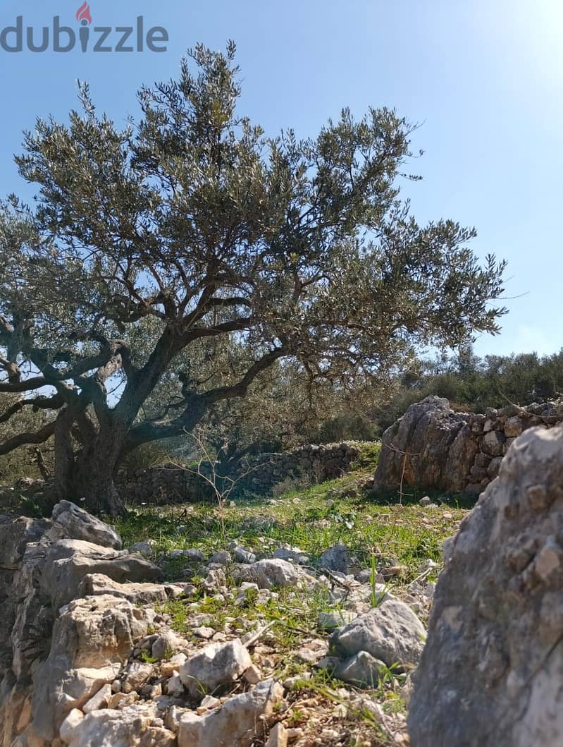 Land for sale in Chabtine batroun ارض للبيع في شبطين البترون 4