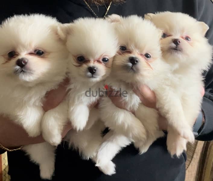 Pomeranian Puppies For Reservation 8