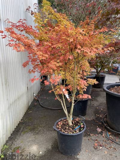 Big Orange Acer palmatum (Limited quantity)