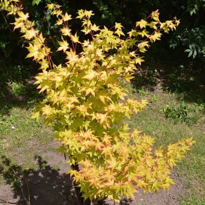 Big Yellow Acer palmatum (Limited quantity)