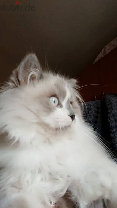 pure breed Ragdoll