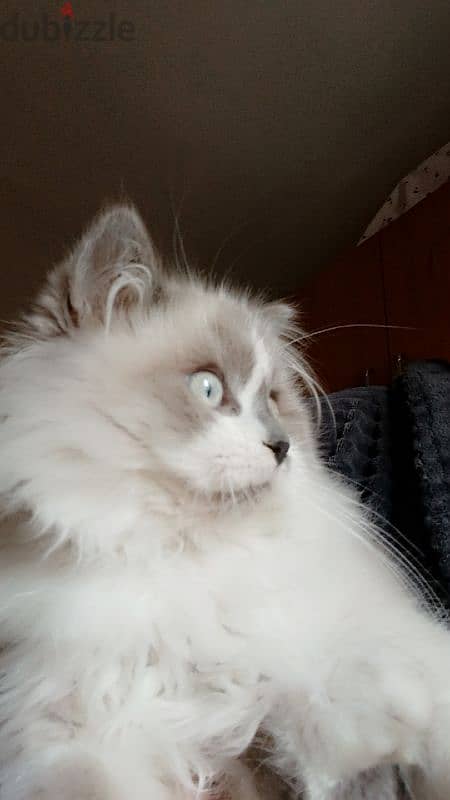 pure breed Ragdoll 0