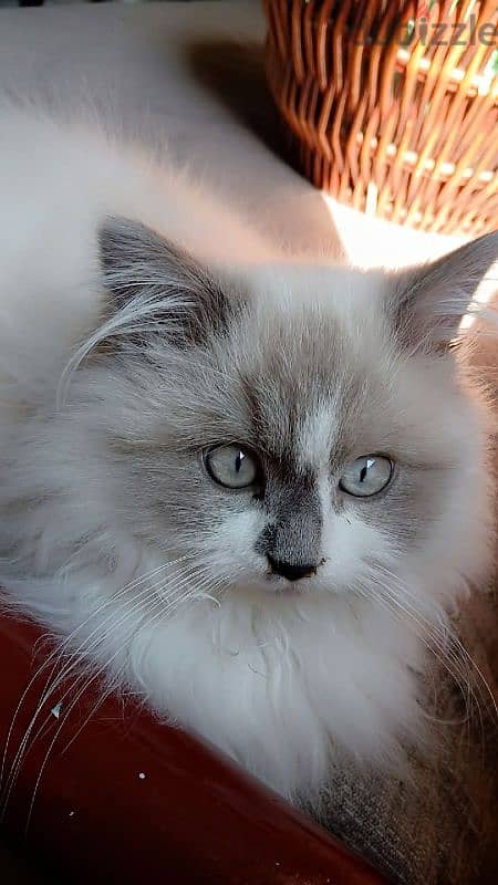 pure breed Ragdoll 1