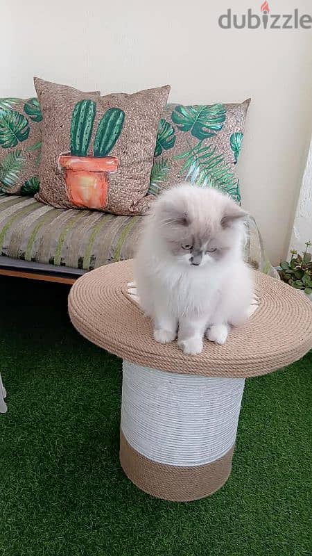 pure breed Ragdoll 2