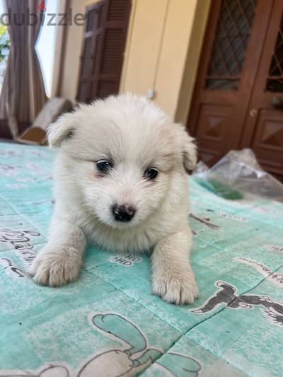 45 days mixte of pure Samoyed and Bichon