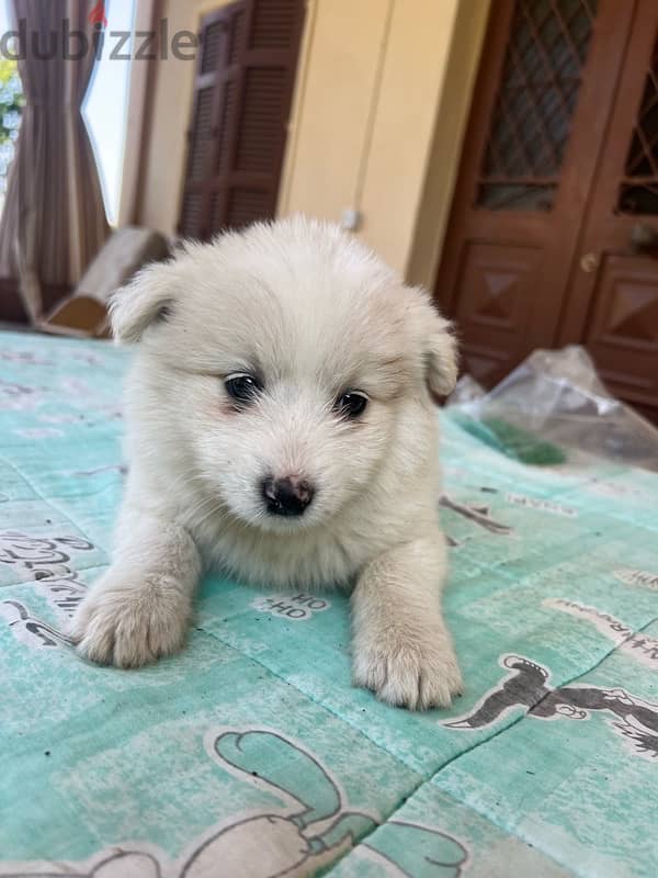 45 days mixte of pure Samoyed and Bichon 0