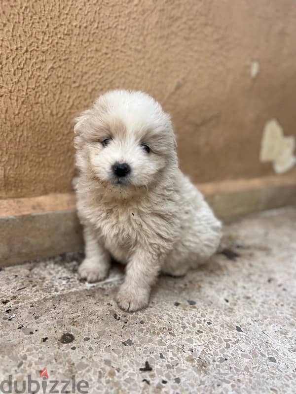 45 days mixte of pure Samoyed and Bichon 1