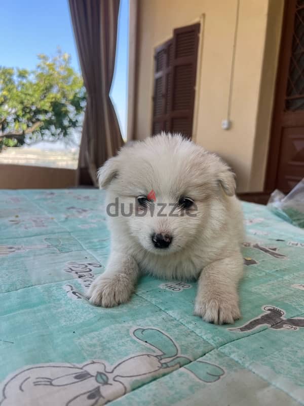 45 days mixte of pure Samoyed and Bichon 2