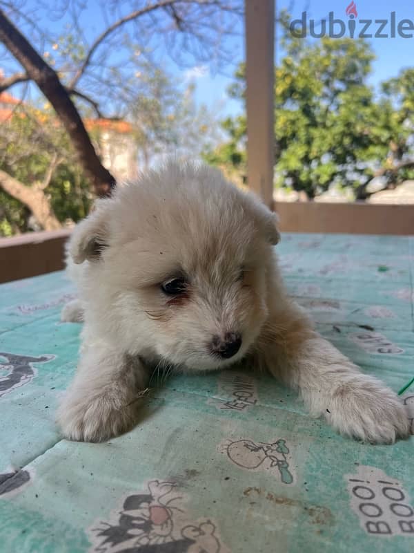 45 days mixte of pure Samoyed and Bichon 3