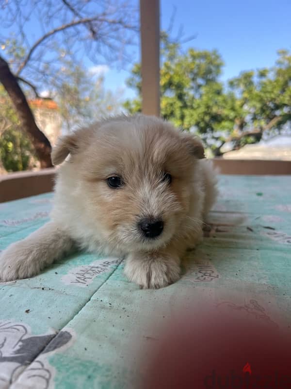 45 days mixte of pure Samoyed and Bichon 4