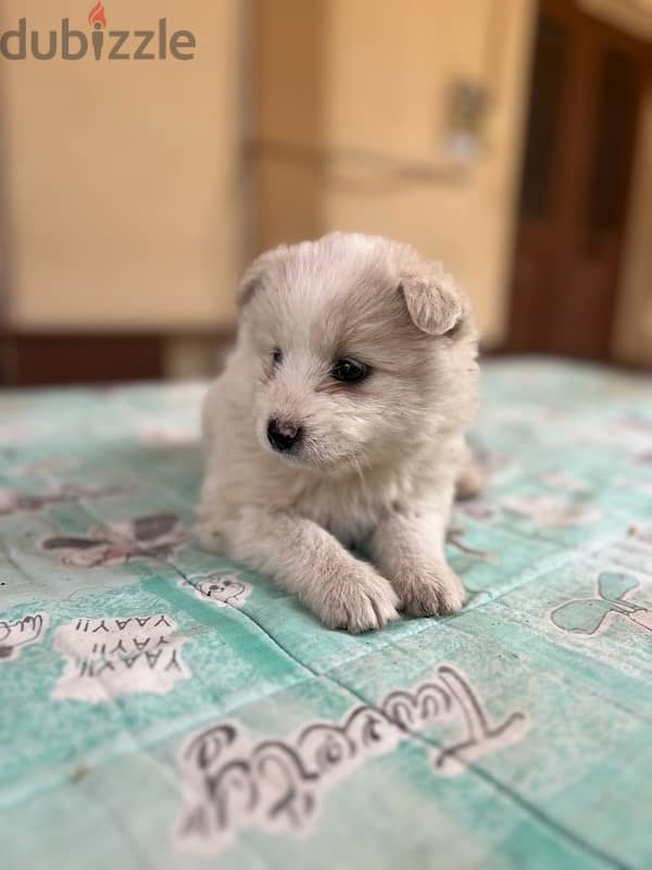 45 days mixte of pure Samoyed and Bichon 5