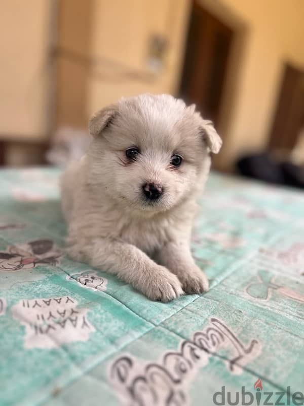 45 days mixte of pure Samoyed and Bichon 6