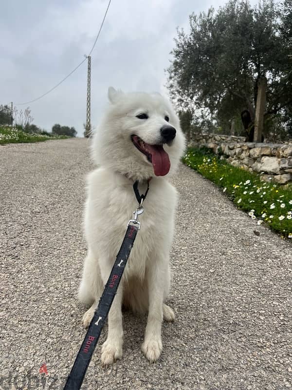 45 days mixte of pure Samoyed and Bichon 7