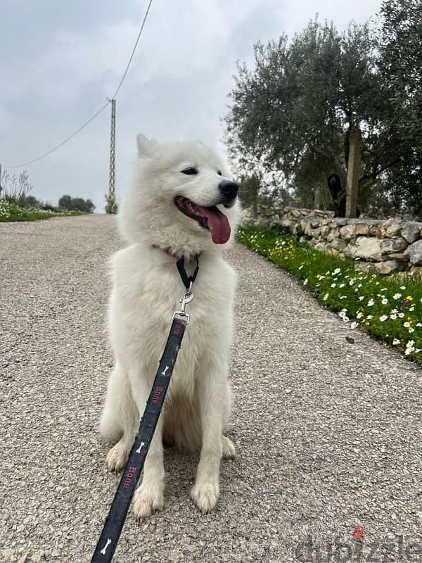 45 days mixte of pure Samoyed and Bichon 8