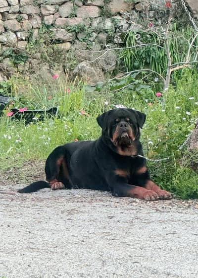 rottweiler giant