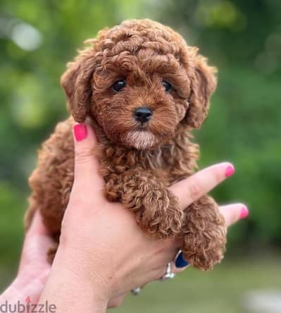 Adorable Poodle Puppies Available In Store & Delivery