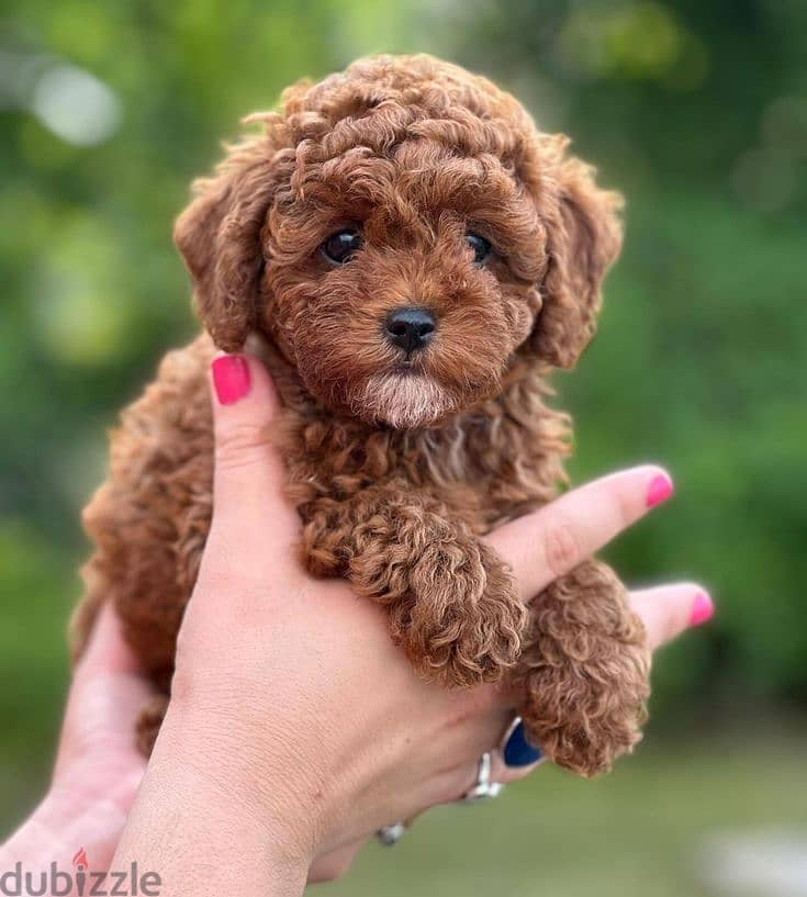 Adorable Poodle Puppies Available In Store & Delivery 0