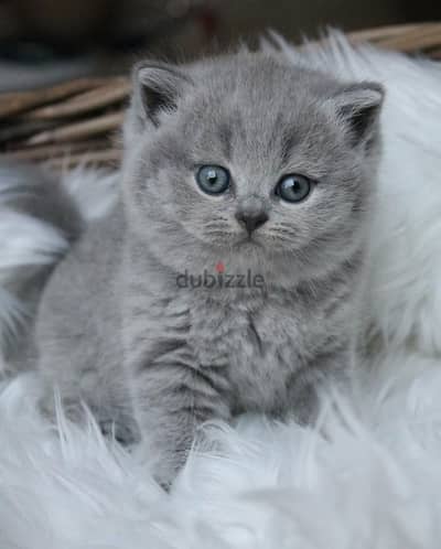 Beautifull British Short Hair Kitten Available In Store & Delivery