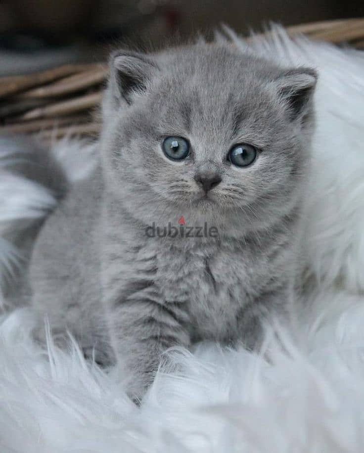 Beautifull British Short Hair Kitten Available In Store & Delivery 0