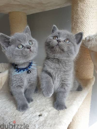 Adorable British Short Hair Kittens Available In Store & Delivery