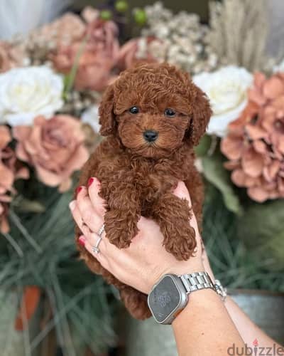 Playful & Loving Poodle Puppies Now Available In Store & Delivery