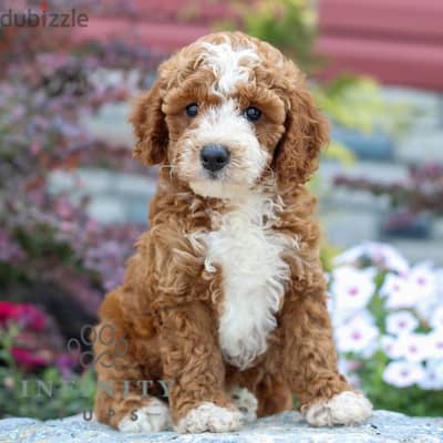 Adorable Mini Goldendoodle Puppies Looking for Their Forever Homes!