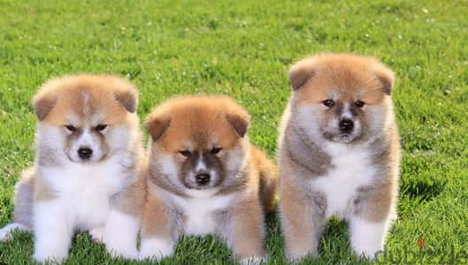 Japanese Akita (pedigree parents)