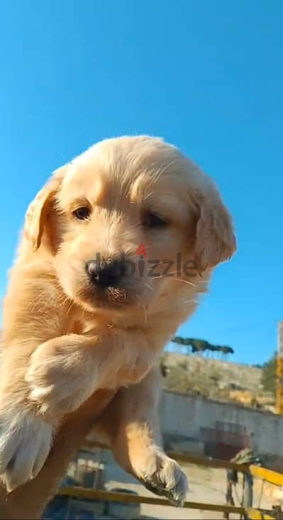 Golden Retreiver Puppy