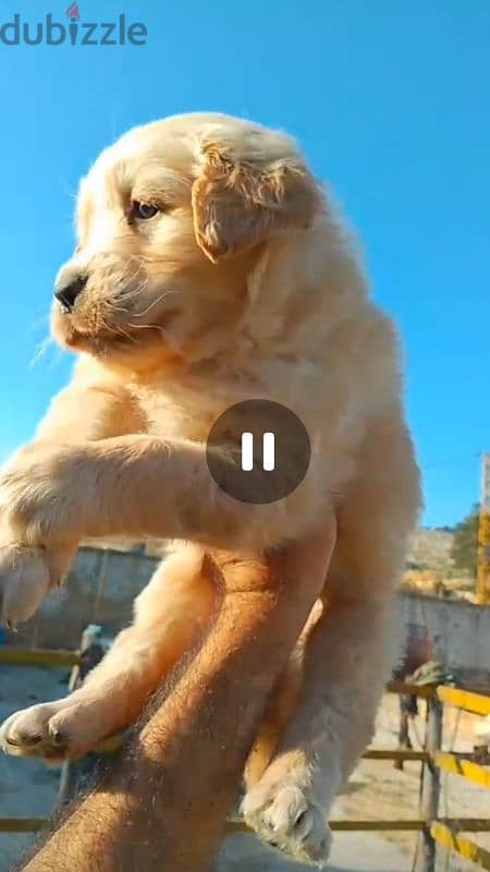 Golden Retreiver Puppy 1