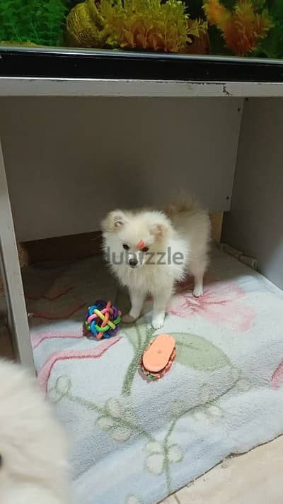 pomeranian spitz