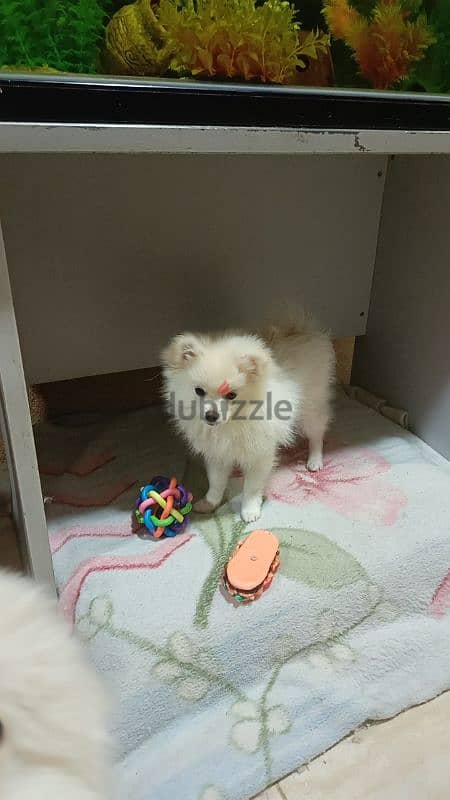 pomeranian spitz 0